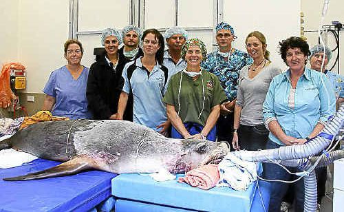 World renowned vets operating on a Pet Porpoise Pool seal. World renowned vets operating on a Pet Porpoise Pool seal.